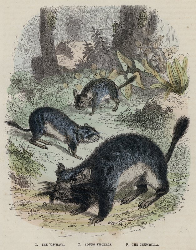 The Viscacha, Young Viscacha, The Chinchilla (farget gravering) av English School