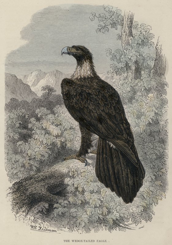 The Wedge-Tailed Eagle (farget gravering) av English School