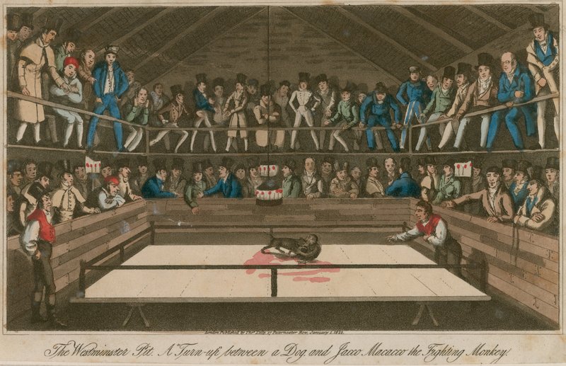 The Westminster Pit: Et oppgjør mellom en hund og Jacco Macacco, kampapen av English School