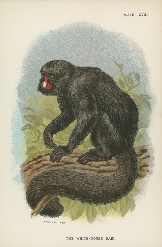 The White-Nosed Saki av English School