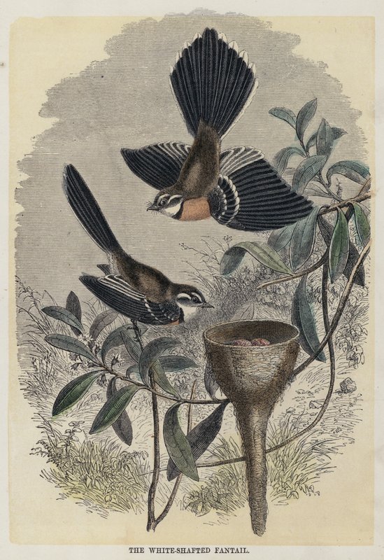 The White-Shafted Fantail (farget gravering) av English School