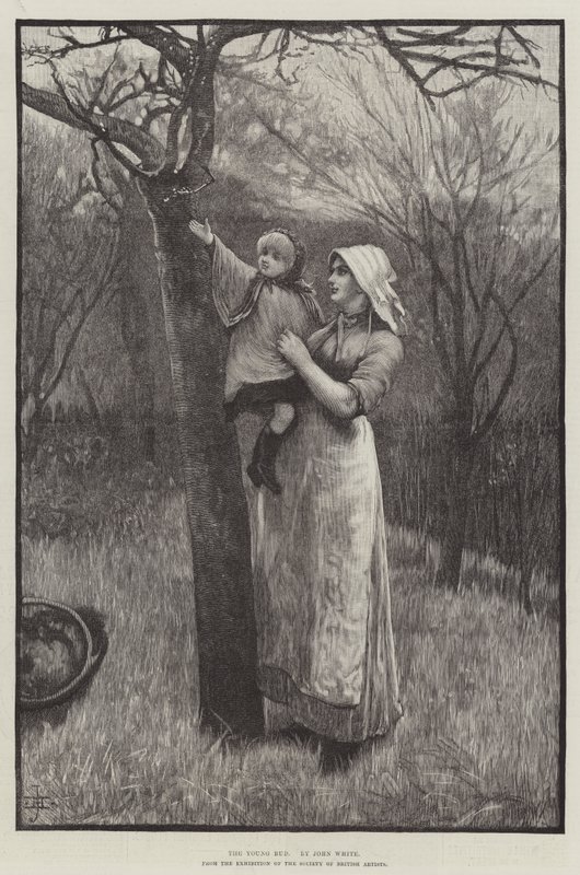 The Young Bud (gravering) av English School