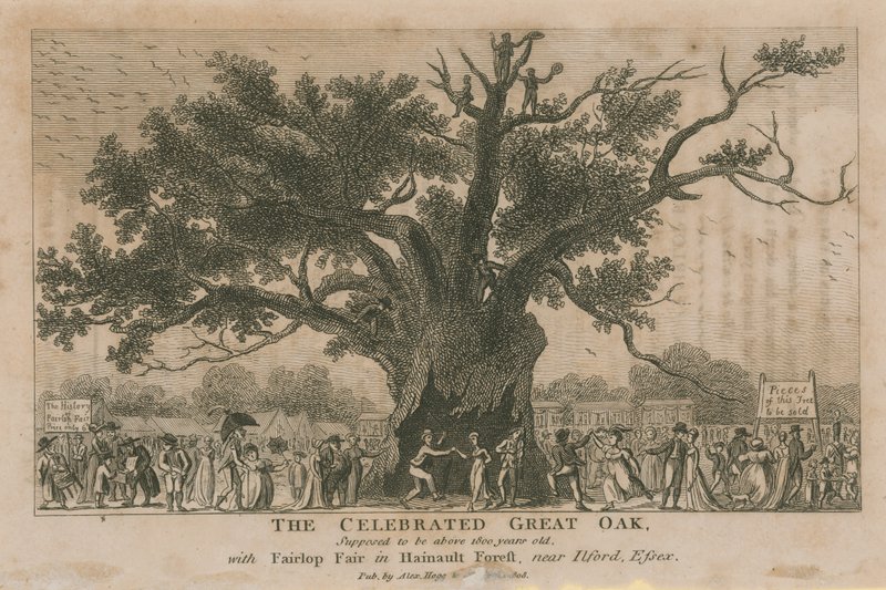 Den berømte Great Oak, ment å være over 1800 år gammel av English School