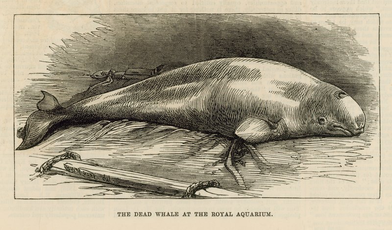 Den døde hvalen ved Royal Aquarium av English School