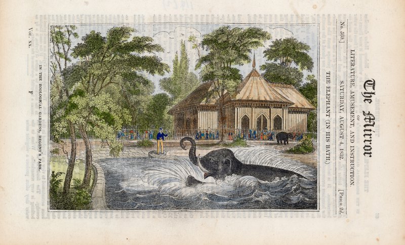Elefanten i badet sitt i dyrehagen i Regents Park av English School