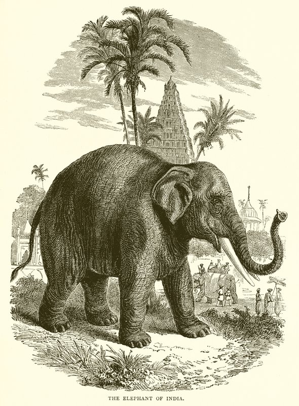 Elefanten i India av English School