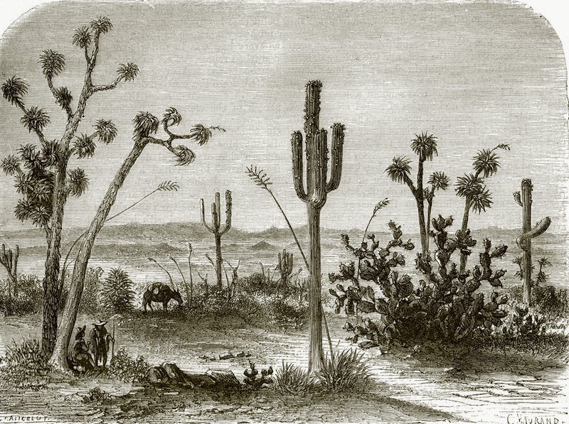 Den gigantiske cereus av English School