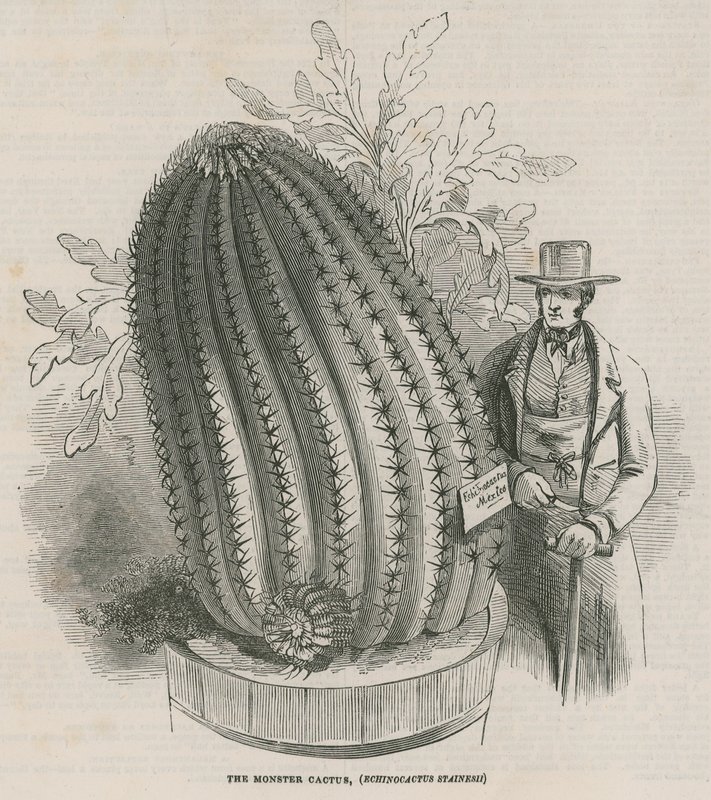 Monsterkaktusen (Echinocactus stainesh) ved Royal Gardens, Kew, London av English School