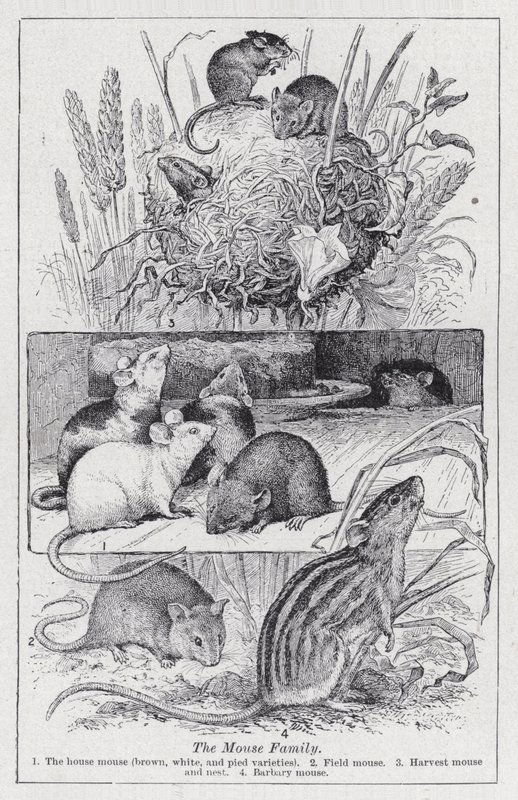 Musefamilien (litho) av English School