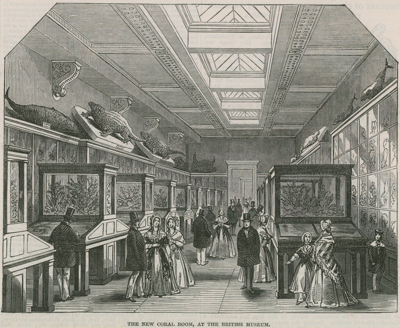 Det nye korallrommet på British Museum av English School