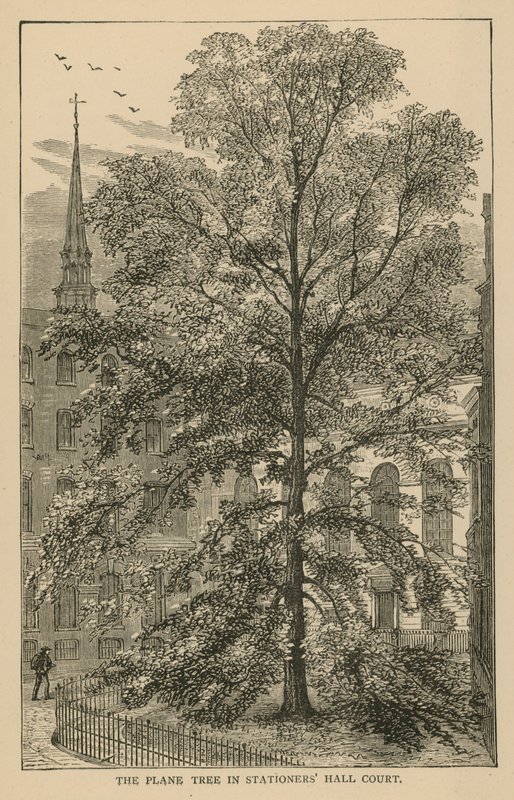 Platantreet i Stationers Hall Court av English School