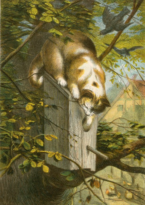 Stæren og reiret, og katten av English School