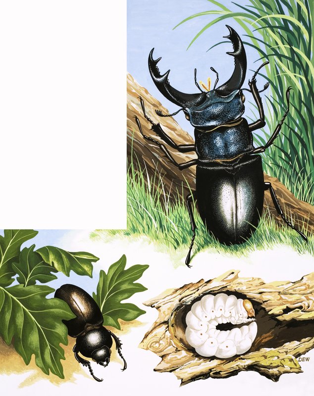 Historien om Stag Beetle av English School