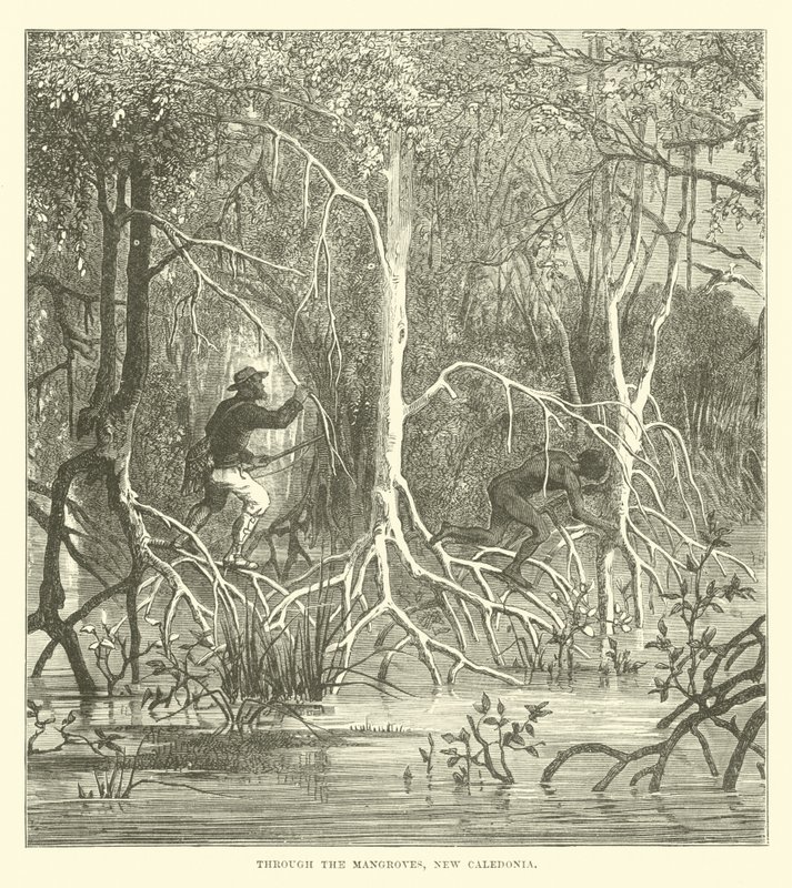 Gjennom mangrovene, Ny-Caledonia av English School