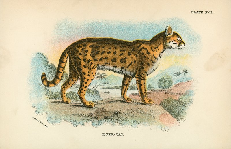 Tiger-katt av English School