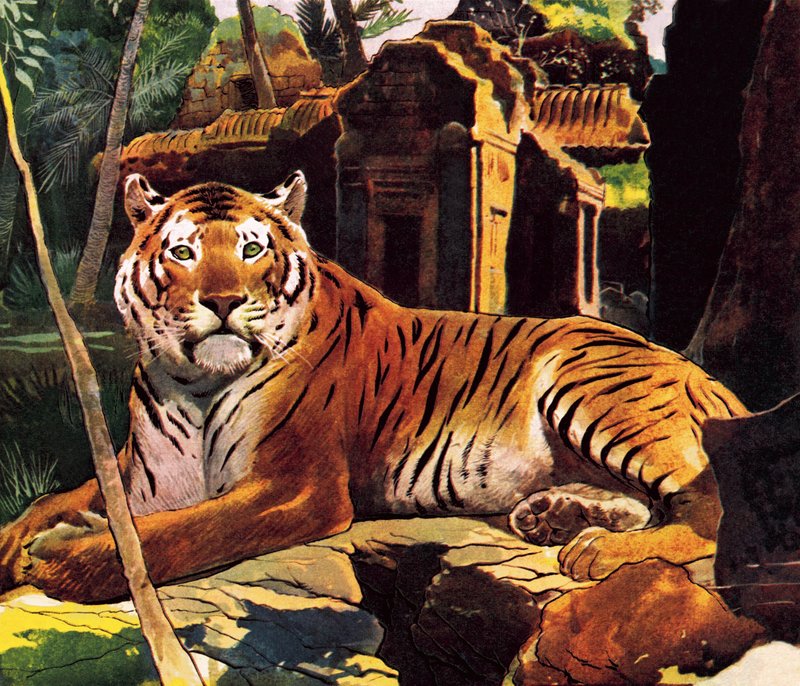 Tiger i ruinene av English School