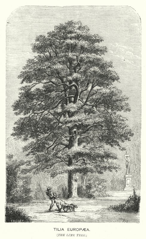Tilia Europaea, The Lime Tree (gravering) av English School
