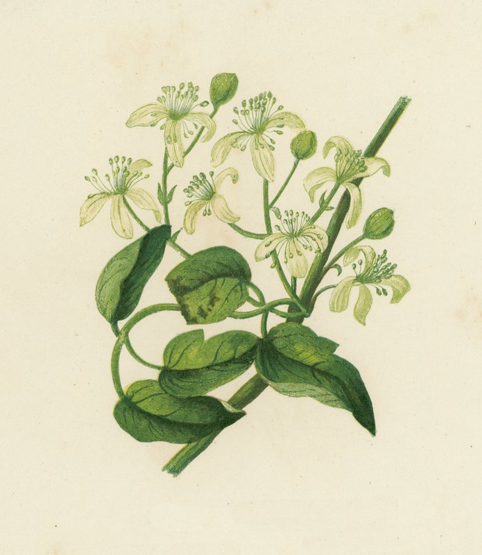 Traveller's Joy, Clematis Vitalba (farge litho) av English School