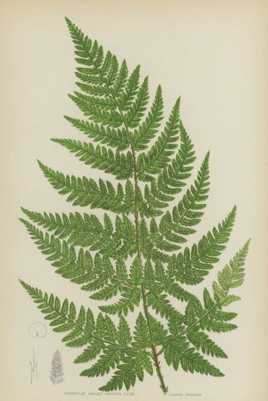 Trekantet stikkende bregne (litho farge) av English School
