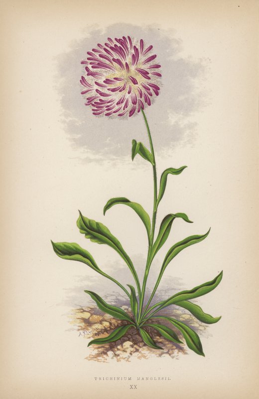 Trichinium Manglesii (farge litho) av English School