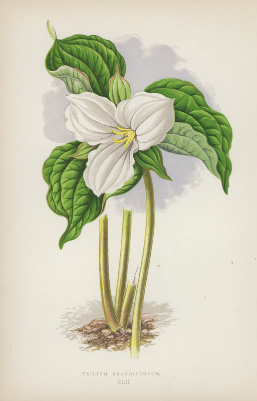 Trillium grandiflorum (farge litho) av English School