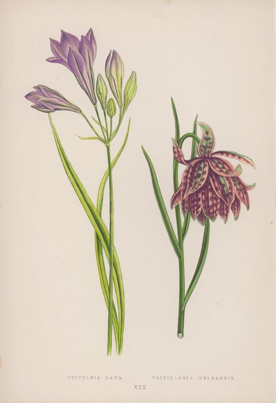 Triteleia Laxa; Fritillaria Meleagris (farge litho) av English School