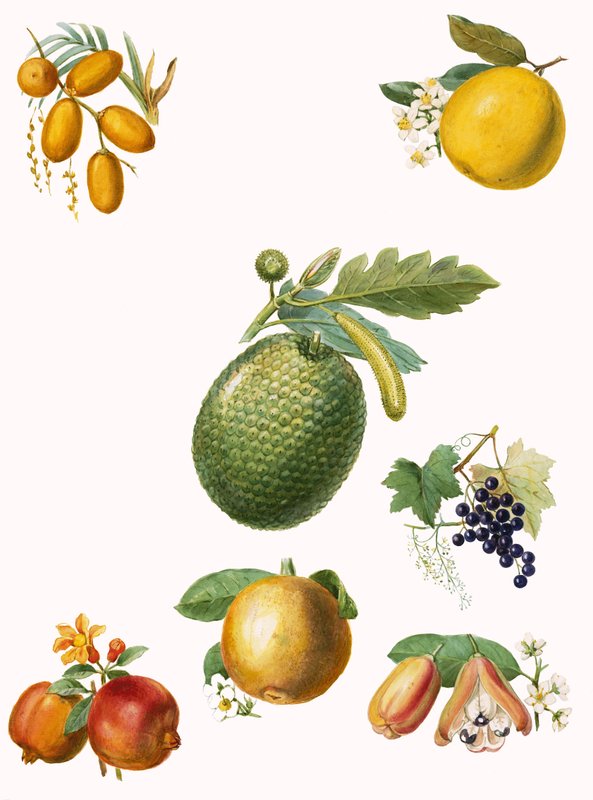 Tropisk frukt av English School