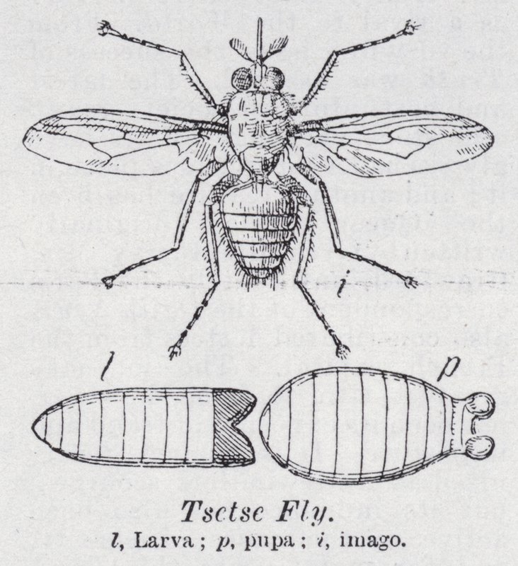 Tsetse fly (medlemmer) av English School