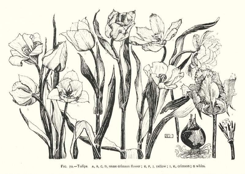 Tulipaner; samme crimson blomst; gul; Høyrød; hvit (gravering) av English School