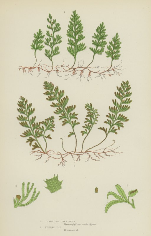 Tunbridge Filmy-Fern, Wilsons Filmy-Fern (farge litho) av English School