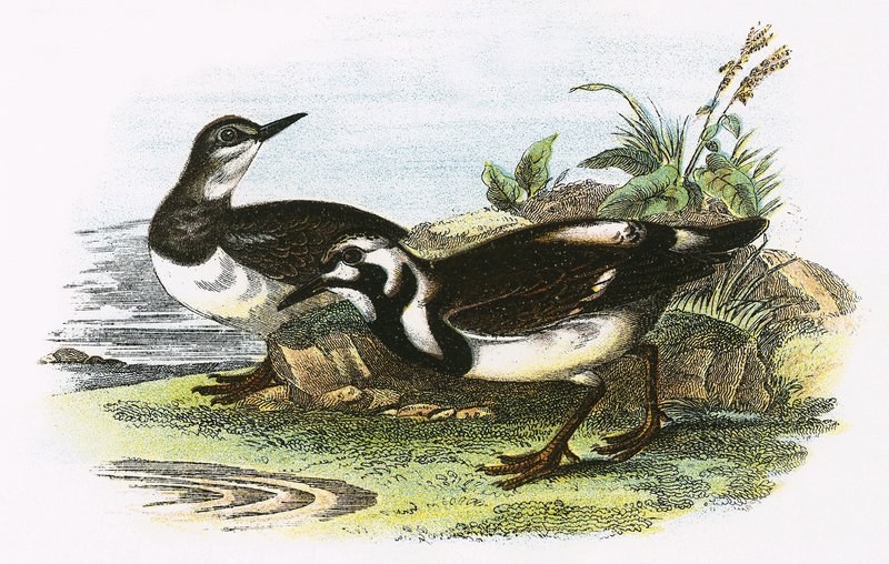 Turnstone av English School