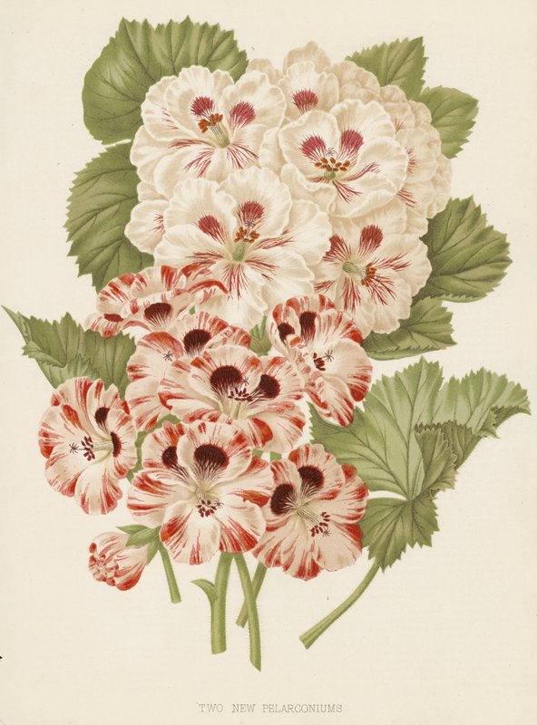 To nye pelargonier (fargelitografi) av English School