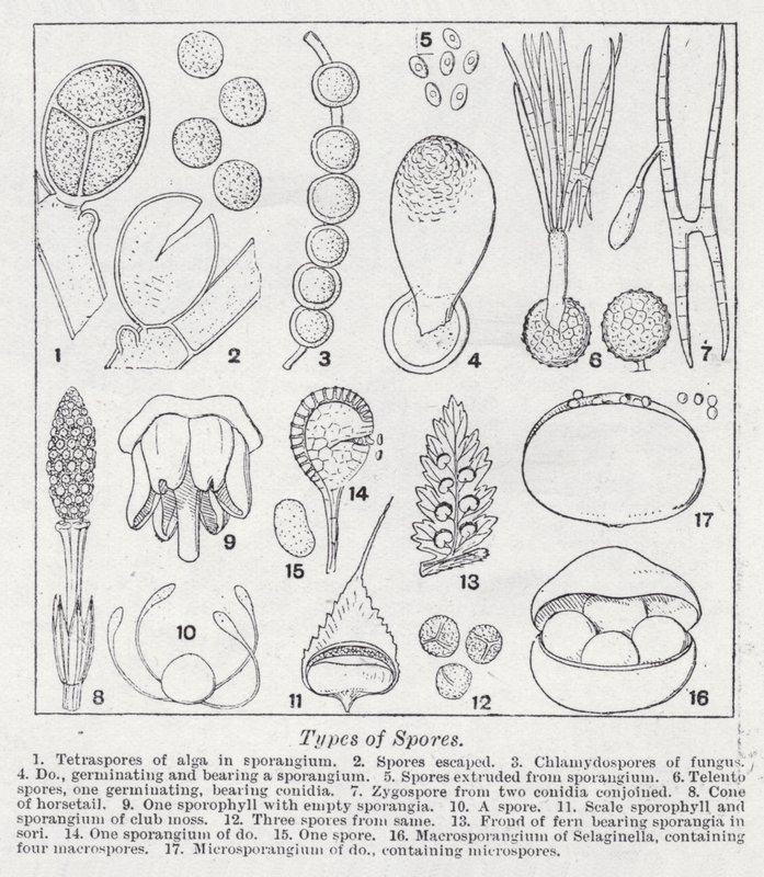 Typer sporer (litho) av English School