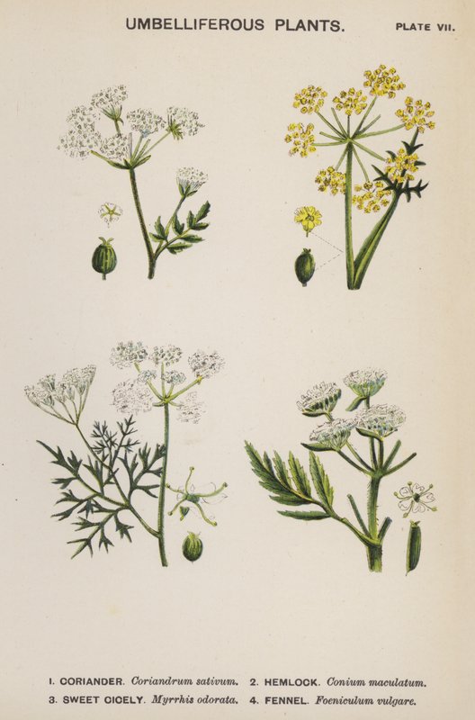 Umbelliferous Plants (farge litho) av English School