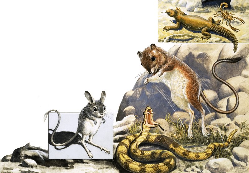 Uidentifisert dyr montasje med jerboa, slange og skorpion av English School