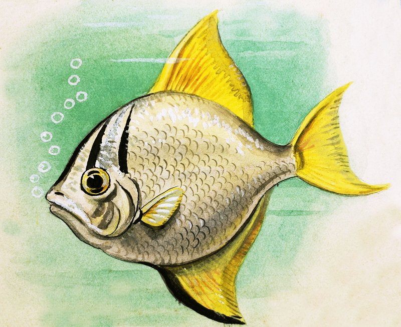 Uidentifisert fisk av English School