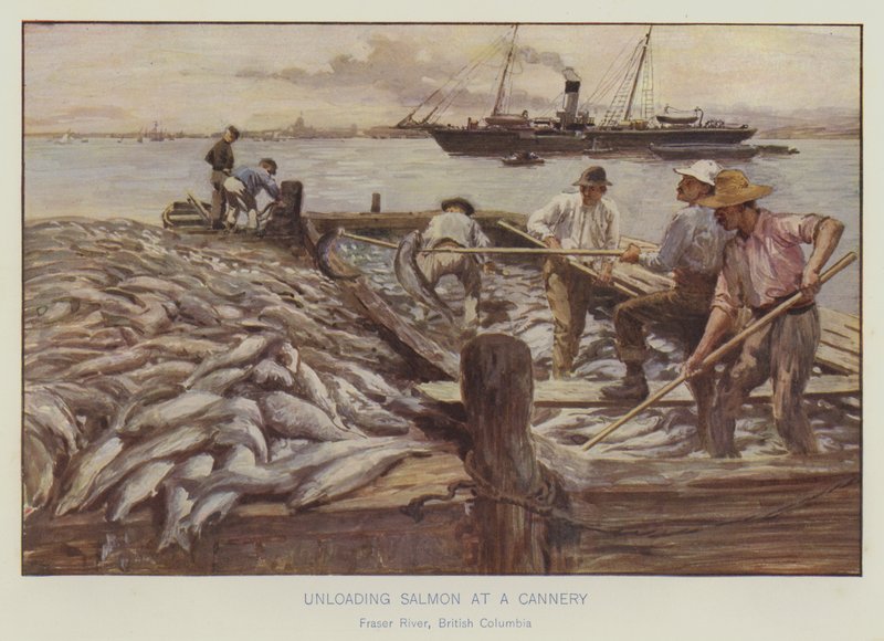 Lossing av laks på en hermetikkfabrikk, Fraser River, Britisk Columbia (fargelitografi) av English School