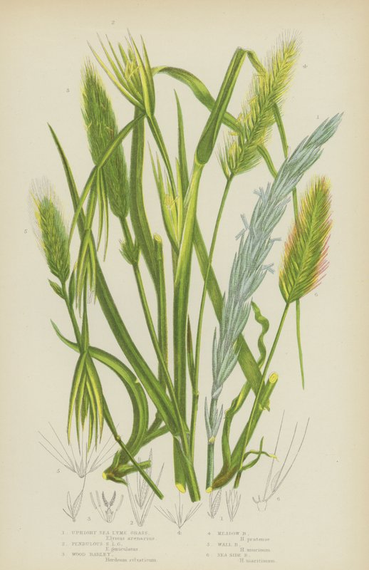 Oppreist Sea Lyme Grass, Hengende Sea Lyme Grass, Trebygg, Engbygg, Veggbygg, Sea Side Bygg (farge litho) av English School