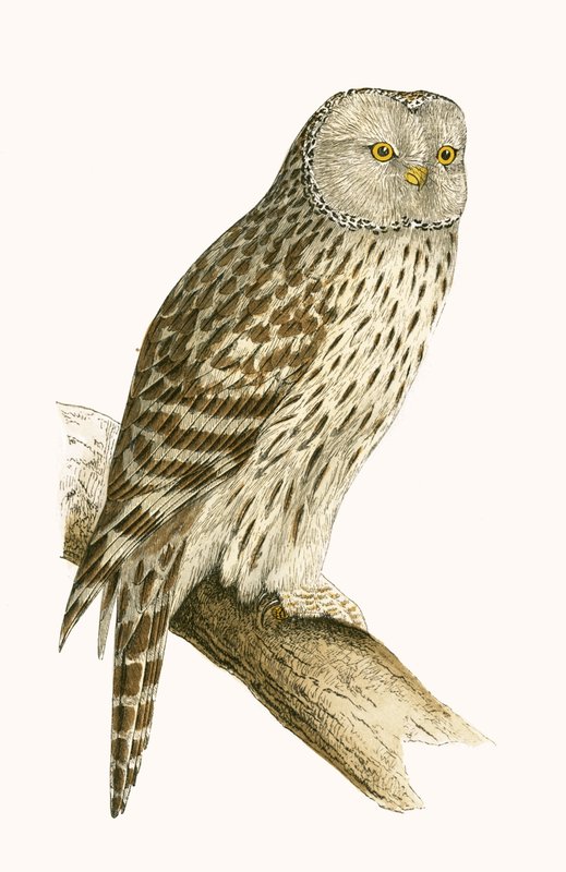 Ural Owl, illustrasjon fra 