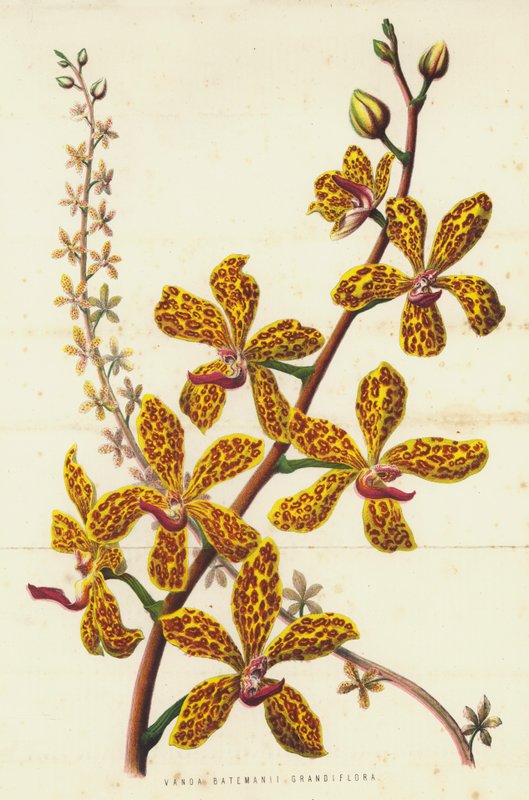 Hundred Batemani grandiflora (med cromoly) av English School