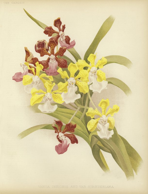 Vanda insignis og var scroederiana av English School