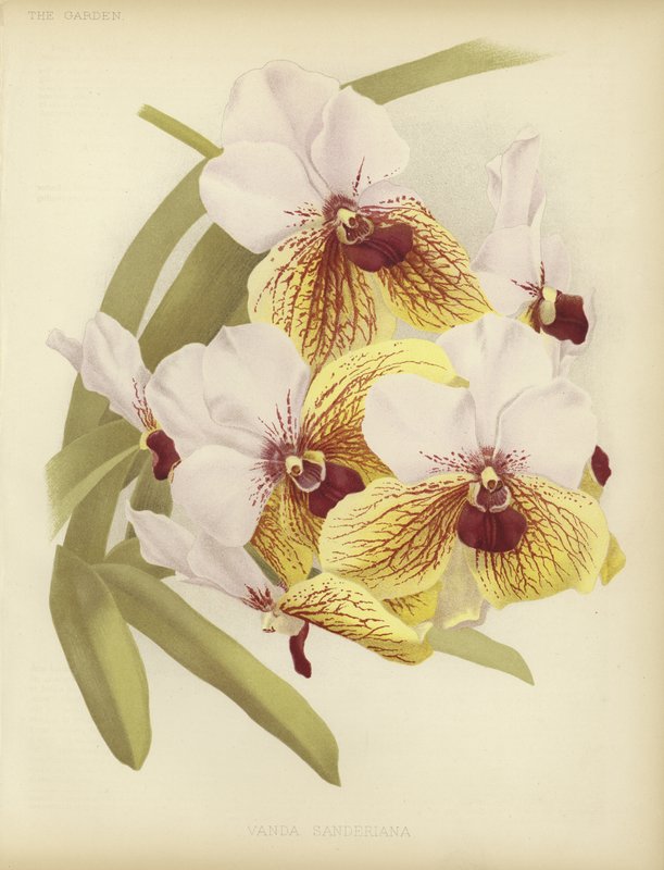 Vanda sanderiana av English School
