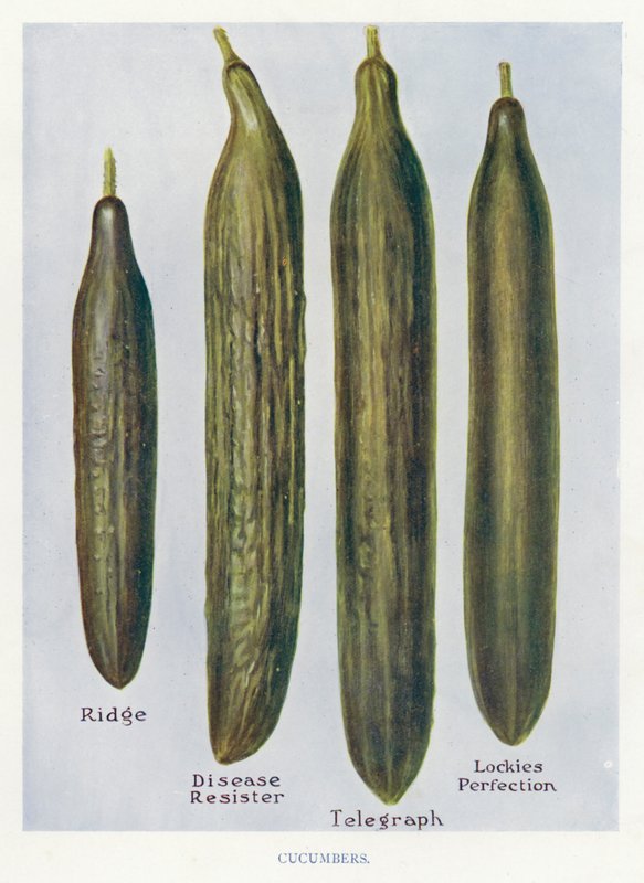 Veiledning for grønnsaksdyrker: Agurker (farge litho) av English School