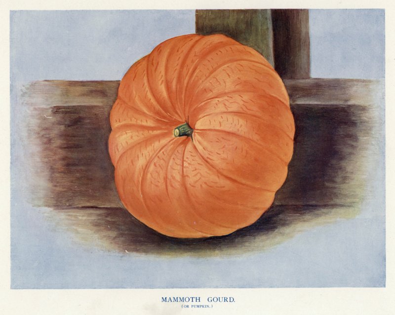 Veiledning for grønnsaksdyrker: Mammoth gourd, eller gresskar (farge litho) av English School