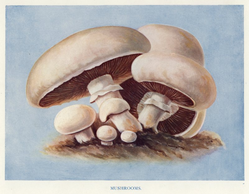 Veiledning for grønnsaksdyrker: Sopp (farge litho) av English School