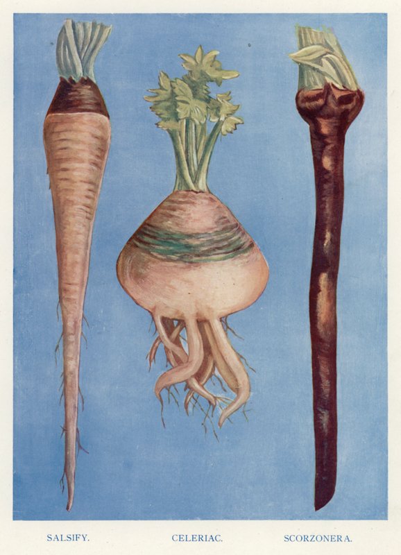 Veiledning for grønnsaksdyrker: Salsify, Knollselleri, Scorzonera (farge litho) av English School