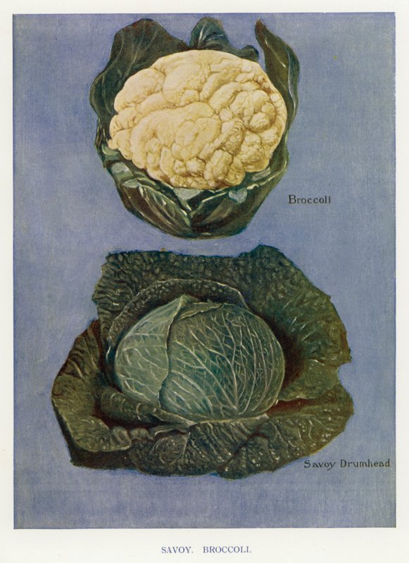 Veiledning for grønnsaksdyrker: Savoy, Brokkoli (litho-farge) av English School