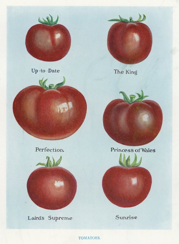 Veiledning for grønnsaksdyrker: Tomater (farge litho) av English School