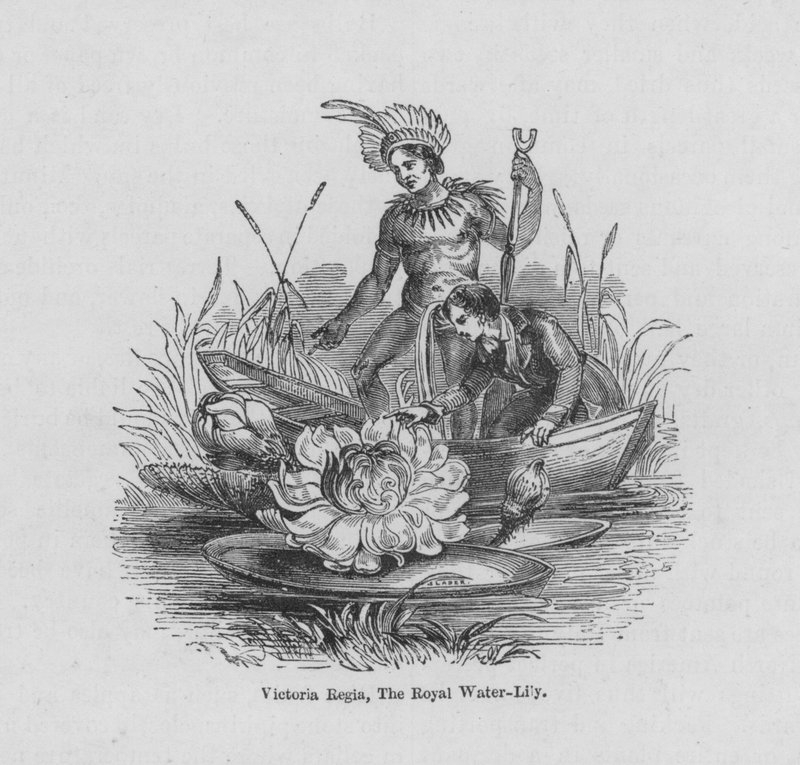 Victoria Regia, The Royal Water-Lily (farget gravering) av English School