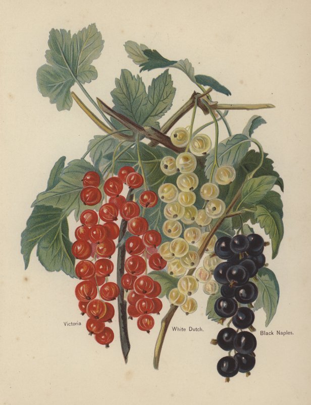 Victoria, White Dutch, Black Napoli av English School
